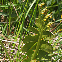 Auch die Echte Mondraute (Botrychium lunaria), eine Farnart, ist gefährdet. Man findet diese in den Alpen und auf der schwäbischen Alb.