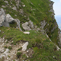 Derartige windexponierte Polsterseggenrasen mit der Silberwurz als Begleitpflanze sind Standorte der Zwergorchis (Chamorchis alpina).