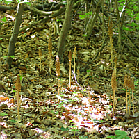 Beech forest with the curious, rubber-like seeming  Bird's-nest Orchid (Neottia nidus-avis).