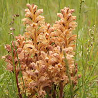 The parasitic broomrape (Orobanche spec.).