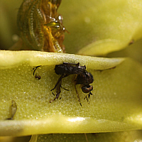 Gewöhnliches Fettkraut (Pinguicula vulgaris) mit einer erbeuteten Fliege.