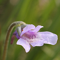 Ein ungewöhnlich groß- und hellblütiges Gewöhnliches Fettkraut (Pinguicula vulgaris).