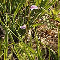 Common butterwort (Pinguicula vulgaris).