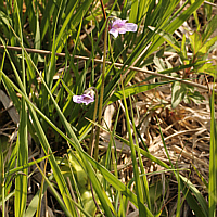 Gewöhnliches Fettkraut (Pinguicula vulgaris).