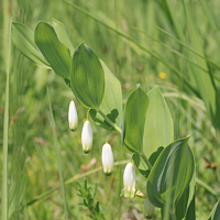 Scented Solomon's-seal (Polygonatum odoratum).