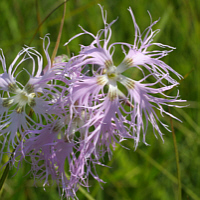 Verschiedene gefährdete Bewohner des Flachmoors: Die Prachtnelke (Dianthus superbus), ...