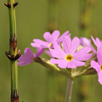 Im Bereich der Ostalb wächst in Sümpfen selten noch die Mehlprimel (Primula farinosa).