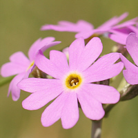 Mehlprimel (Primula farinosa).