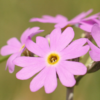 Bird's-eye primrose (Primula farinosa).