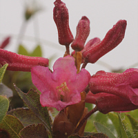 Bewimperte Alpenrose (Rhododendron hirsutum).