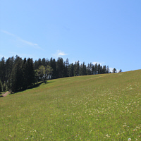 Eine Wiese im Schwarzwald, Standort des Holunderknabenkrauts (Dactylorhiza sambucina).