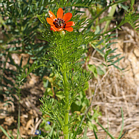 Noch etwas häufiger ist das Sommer-Adonisröschen (Adonis aestivalis), wohingegen ...