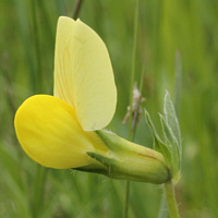 Spargelerbse (Lotus maritimus).