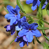 The Purple Gromwell (Buglossoides purpurocaerulea) populates warm deciduous forests, ...