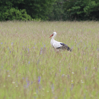 A White Stork (Ciconia ciconia) in the meadows of the nature reserve Taubergießen on foraging.