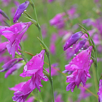 Wonderful Lech heath with the marsh gladiolus (Gladiolus palustris). Here grow also the Musk Orchid (Herminium monorchis) and the Bug Orchid (Orchis coriophora).