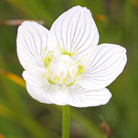 ... das Sumpfherzblatt (Parnassia palustris).