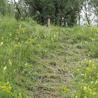 By 'nature lovers' caused trail to a Himantoglossum hircinum.