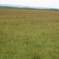 Quaking bog, habitat of the Summer Lady's-Dresses (Spiranthes aestivalis).
