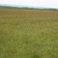 Verlandungsmoor, Standort der Sommer-Drehwurz (Spiranthes aestivalis).