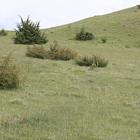 Juniper heath within the Nördlinger Ries, habitat of the Green-winged Orchid (Orchis morio).