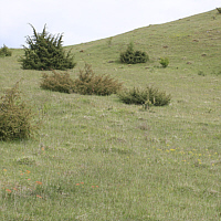 Wacholderheide im Nördlinger Ries, Standort des Kleinen Knabenkrauts (Orchis morio).
