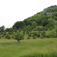 A juniper heath in the Göppingen district, this home of a rich orchid flora.