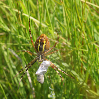 Die Wespenspinne (Argiope bruennichi) in ihrem Netz. Für den Netzbau benötigt sie etwa 40 min. Zum Schluss wird das charakteristische zickzackförmige Gespinstband in vertikaler Ausrichtung gewebt - das sogenannte Stabiliment. Es wird vermutet, dass dieses der Netzstabilität dient.