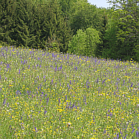 Beautiful flower meadow with the meadow sage (Salvia pratensis) and the buttercup.