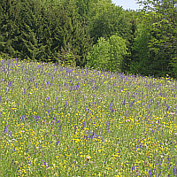 Schöne Blumenwiese mit dem Wiesensalbei (Salvia pratensis) und dem Hahnenfuß.