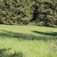 A marsh orchid meadow in the Black Forest.