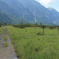 A transitional moor at the edge of the Bavarian Alps. Location of the
fen orchid (Liparis loeselii).