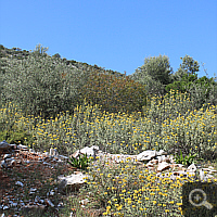 Location of Ophrys oestrifera ssp. stavri.