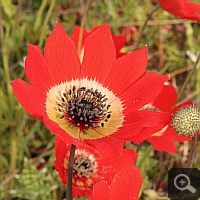 Spanish marigold (Anemone coronaria).