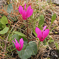 Peloponnesian cyclamen (Cyclamen peloponnesiacum).