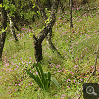 Downy oak forest near Areopolis.