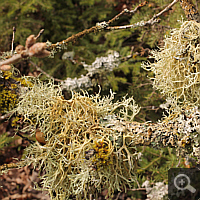 Lichen in a forest near Agios Nikolaos.