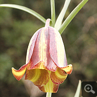 Slender fritillary (Fritillaria messanensis).