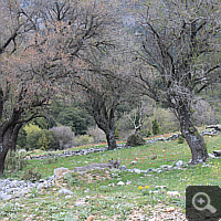 Location of Ophrys mycenensis near Geraki.