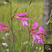 Italian gladiolus (Gladiolus italicus).