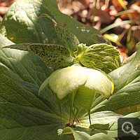 Boll of an Oriental hellebore (Helloborus orientalis).