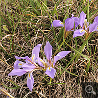 Kretische Schwertlilie (Iris unguicularis).