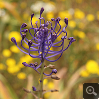 Tufted grape hyacinth (Muscari comosum).