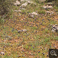 Grape hyacinth.