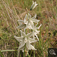 Nickender Milchstern (Ornithogalum nutans).