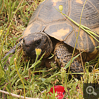 Griechische Landschildkröte (Testudo hermanni).