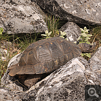 Breitrandschildkröte (Testudo marginata).