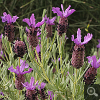 Spanish lavender (Lavandula stoechas).