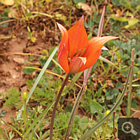 Orphanides-Tulpe (Tulipa orphanidea).