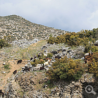 Herd of goats in the vicinity of the site of Ophrys olympiotissa.